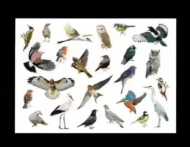 Vogels IJsvogel Uil Ekster Vlaamse Gaai Pimpelmees Ooievaar., Ophalen of Verzenden, 1980 tot heden, Ongelopen, Vogel