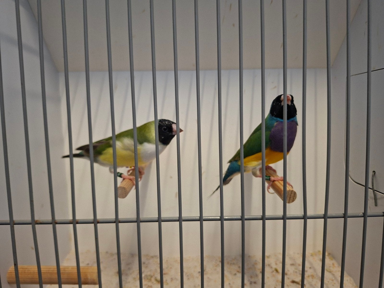gouldamadines split cinnamon x zwartkop witborst, Dieren en Toebehoren, Vogels | Overige Vogels, Meerdere dieren, Tropenvogel