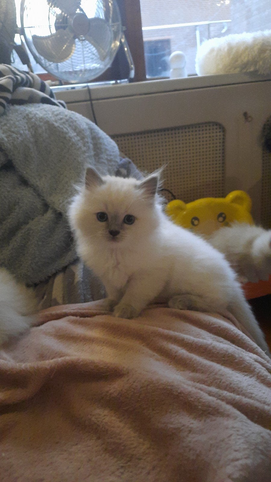 knappe ragdoll kittens, Meerdere dieren, Ontwormd