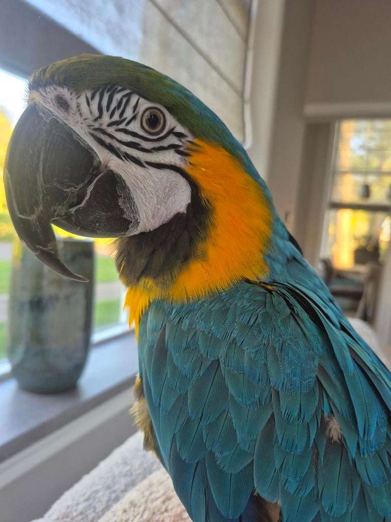 Blauwe gele ara man 2018, Mannelijk, Papegaai