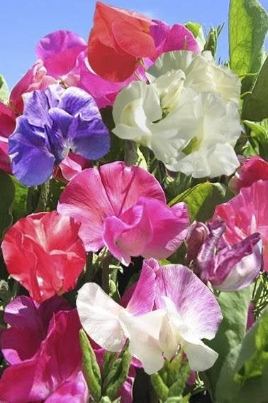Zaden Lathyrus odoratus gemengde kleuren, Ophalen of Verzenden, Volle zon