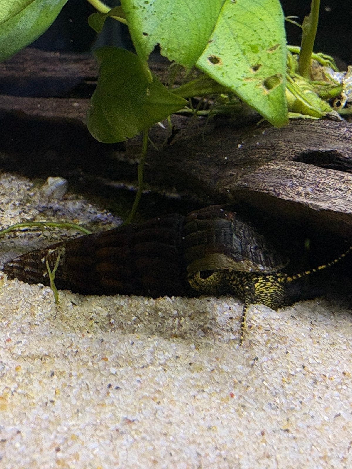 Tylomelania Yellow Spotted – Mooie Slakken, Slak of Weekdier