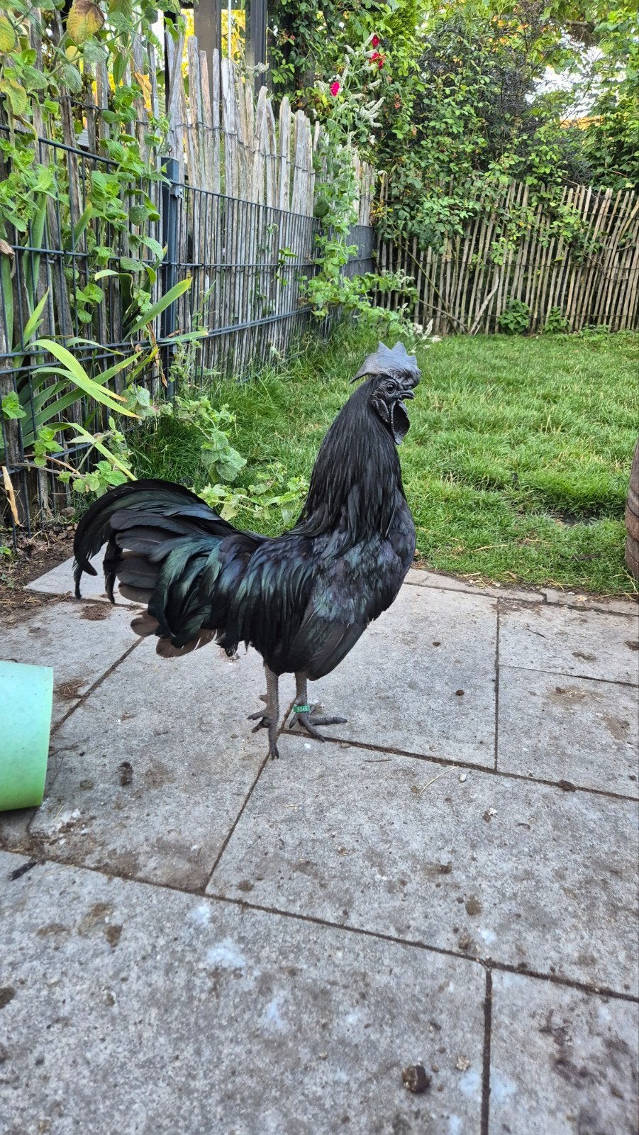 Mooie zuiver ayam cemani haan, Dieren en Toebehoren, Pluimvee, Mannelijk, Kip