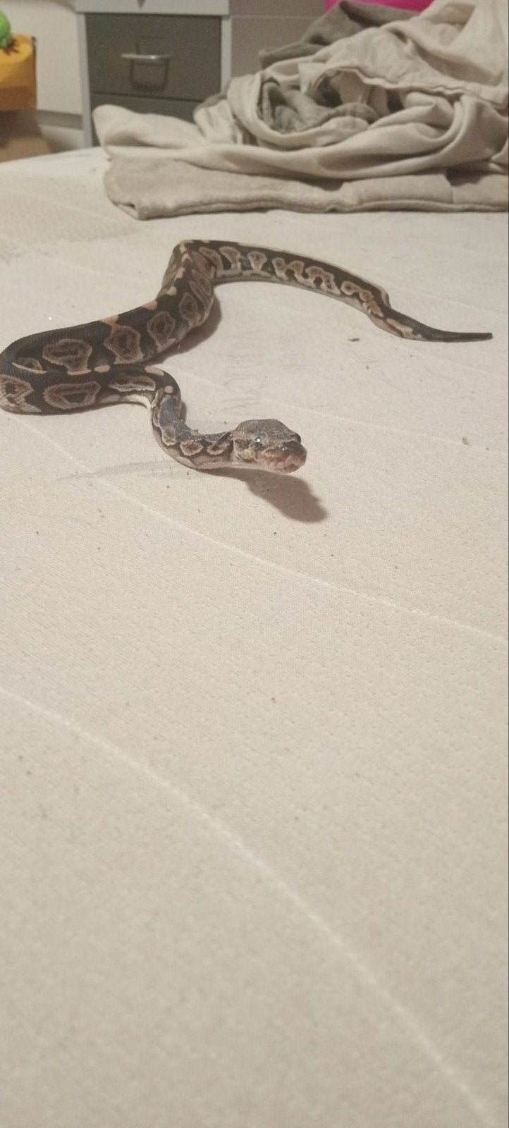 2 ball pythons vrouwtjes Ball Python photo 7