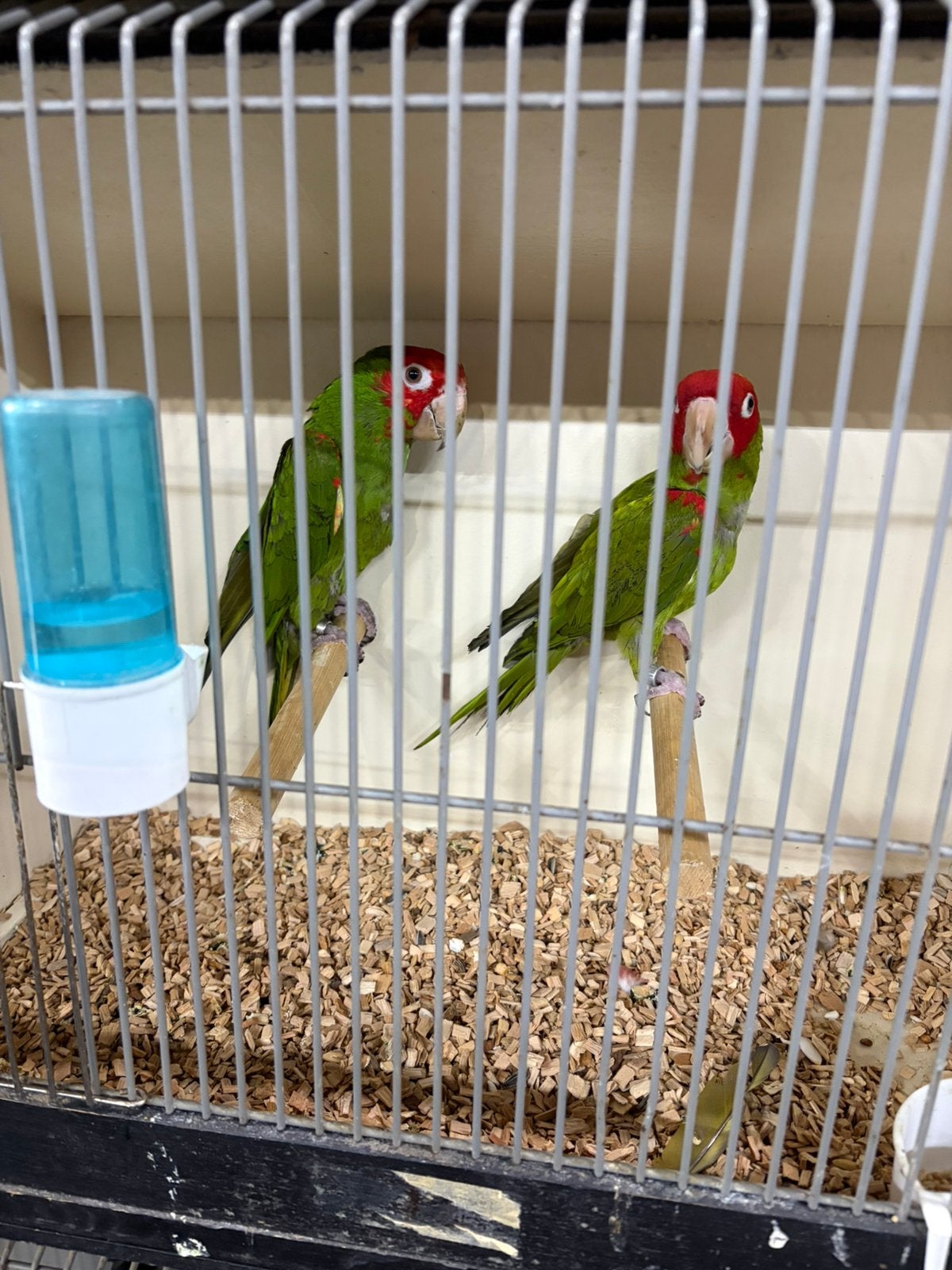 Koppels aratinga erytogenys, Dieren en Toebehoren, Meerdere dieren, Parkiet, Geringd