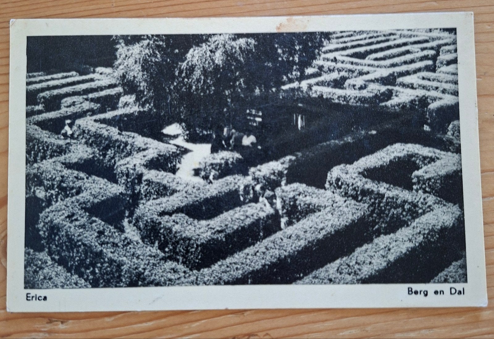 gelopen kaart 1955 dwaaltuin labyrinth Berg en dal Erica, Verzamelen, Ophalen of Verzenden, 1940 tot 1960, Gelderland