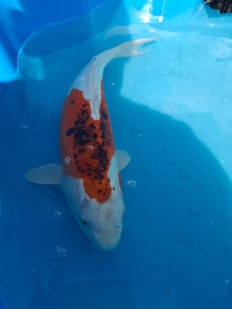 Sanke Metallic kweker Kase (Japanse koi), Karper of Koi