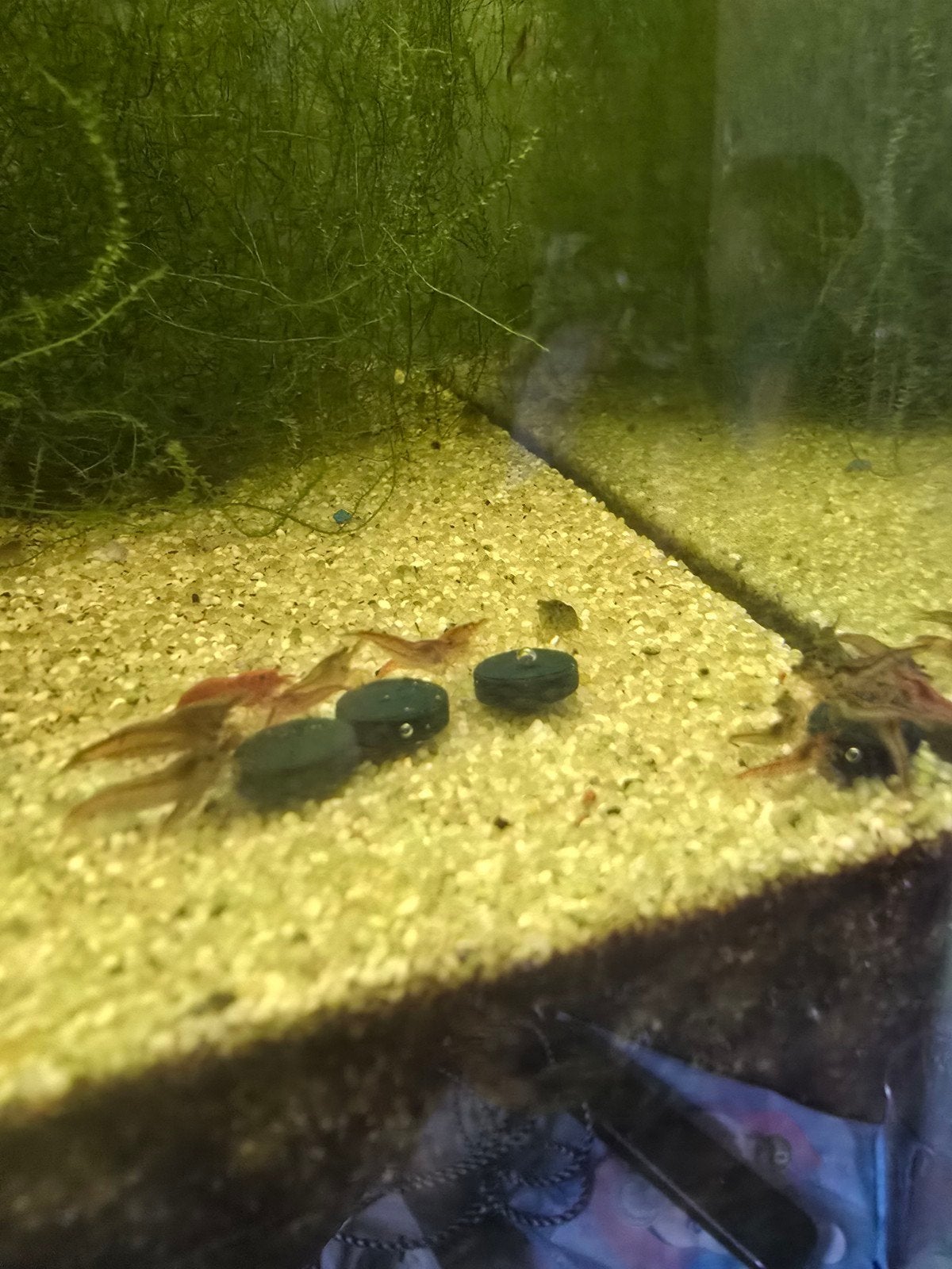 Wildkleur Garnalen, Kreeft, Krab of Garnaal