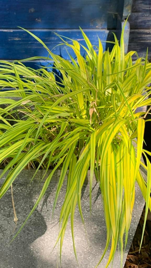 Hakonechloa macra ‘Aureola’ en Phlomis russeliana, Ophalen, Vaste plant, Overige soorten, Halfschaduw