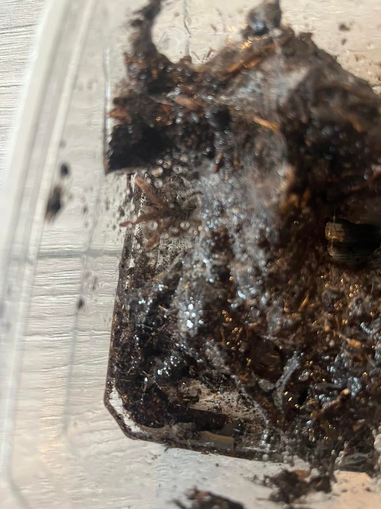 Hysterocrates gigas 2-3 cm, Dieren en Toebehoren, Spin of Schorpioen