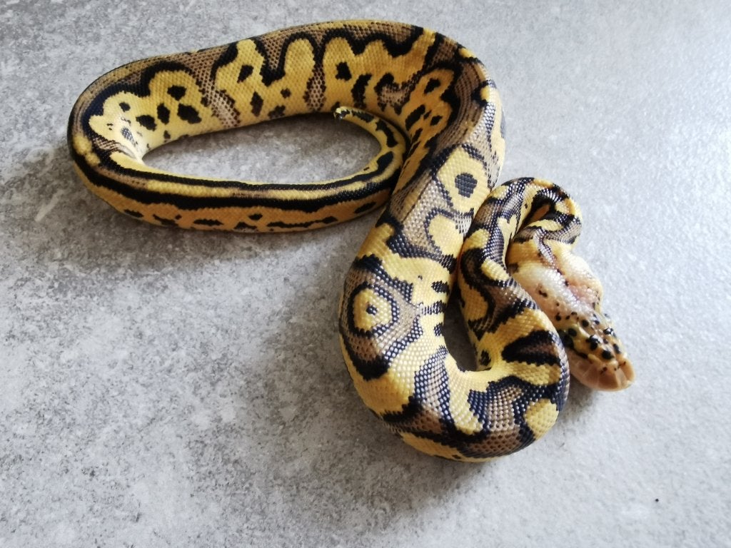 1.0 Clown Pastel Koningspython Ball Python photo 3