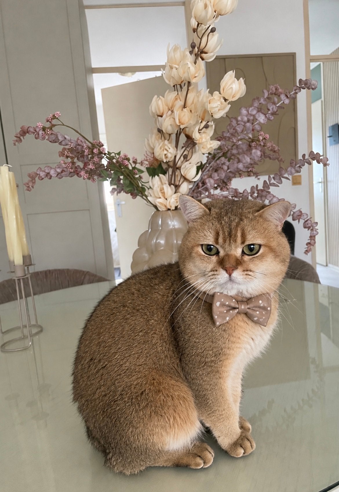 Dekkater kat, Dieren en Toebehoren