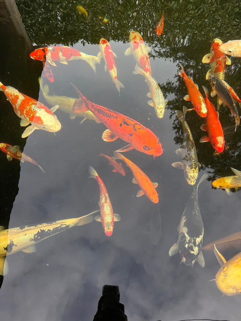 Japanse koi, Dieren en Toebehoren, Karper of Koi