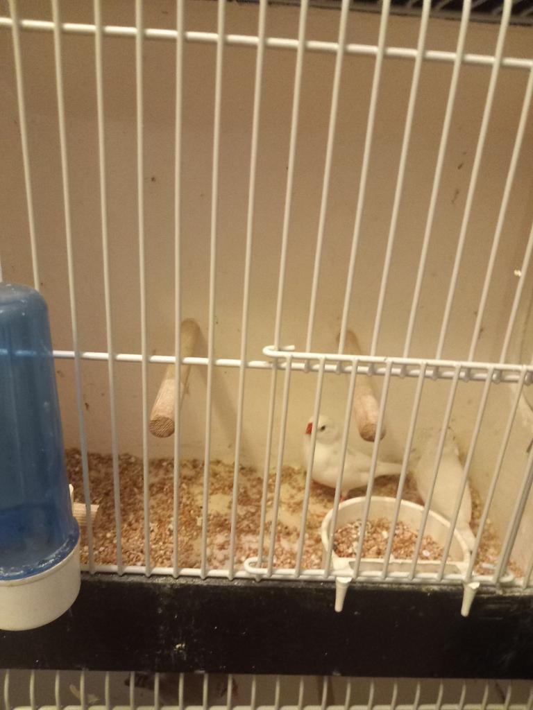 witte zebravinken, Dieren en Toebehoren, Vogels | Overige Vogels, Meerdere dieren, Tropenvogel