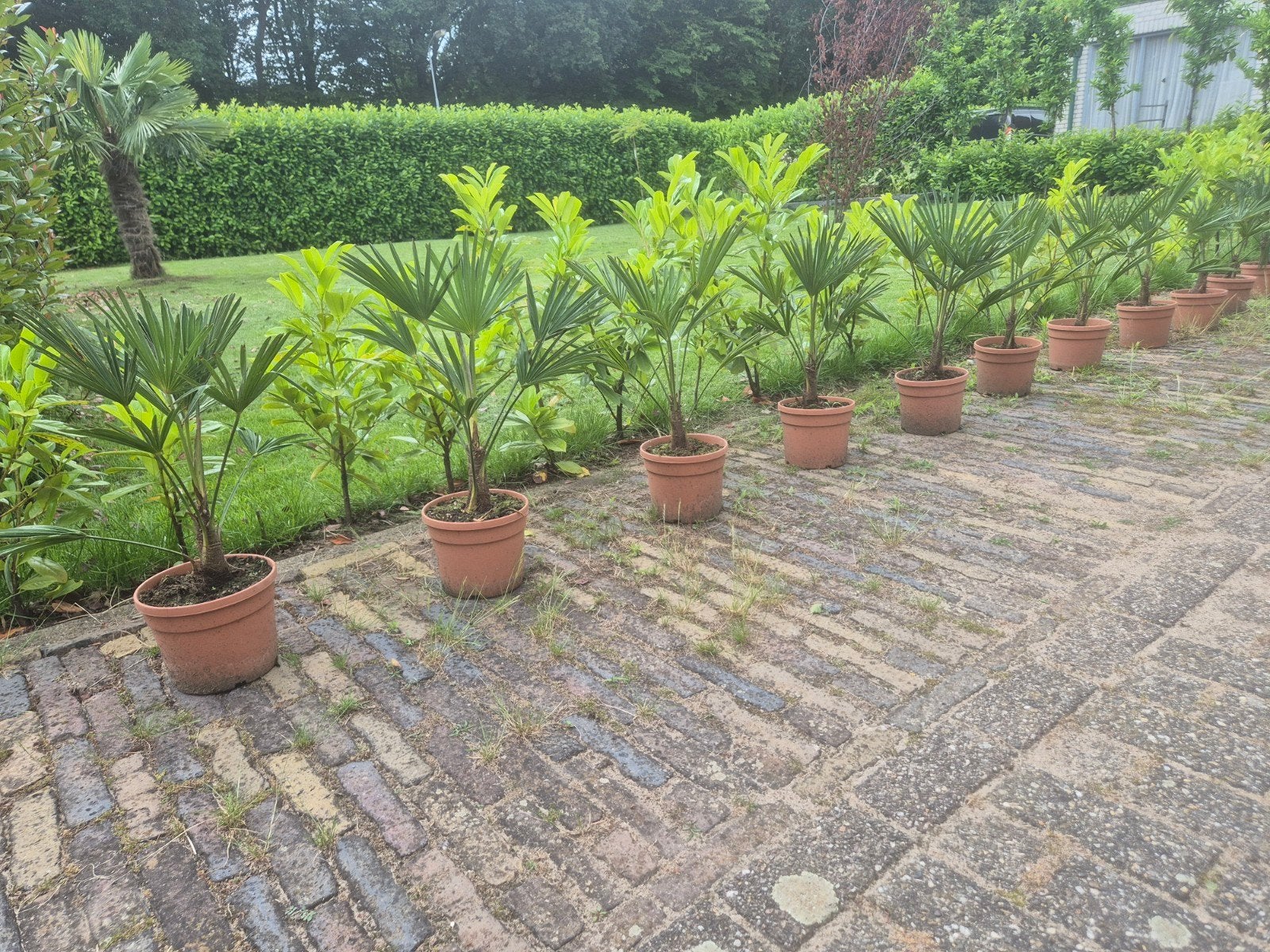 🌴4 x palmboom palmen Trachycarpus Wagnerianus wagnerpalm, Lente, Minder dan 100 cm, Palmboom, Ophalen