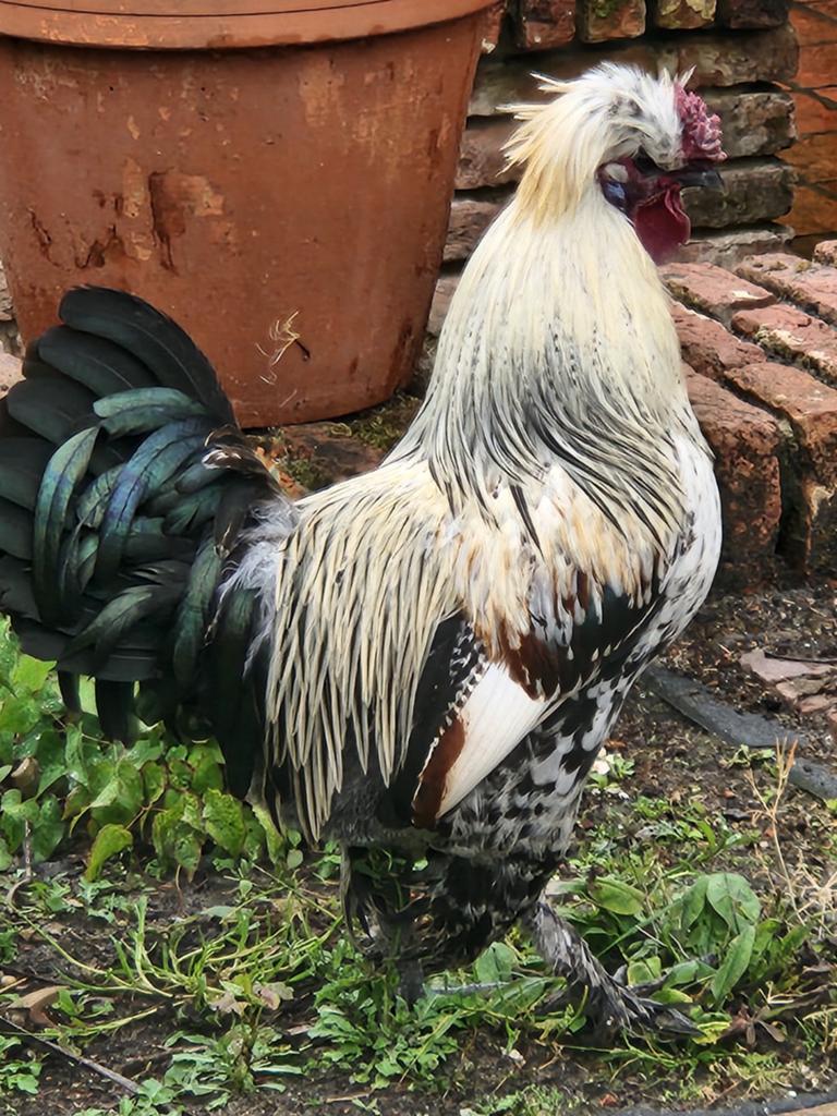 Mooie haan 6mnd oud, Dieren en Toebehoren, Pluimvee, Mannelijk, Kip