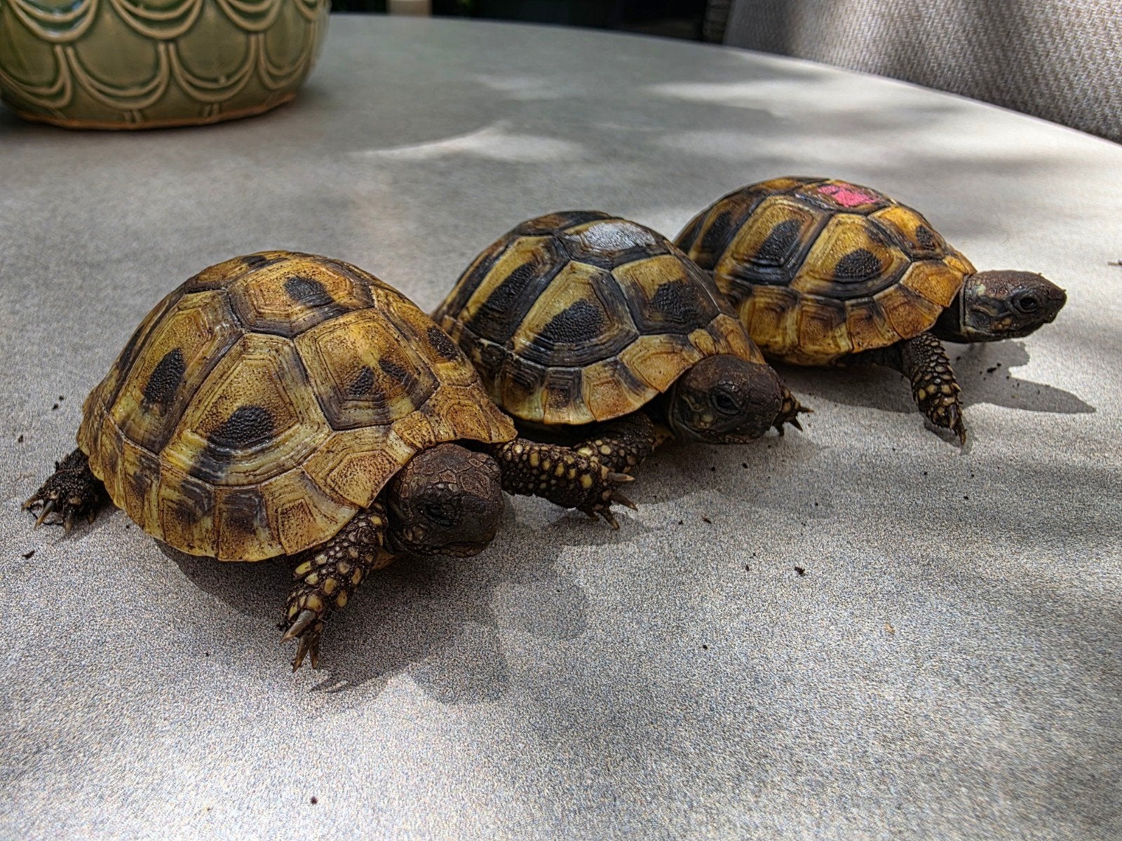 Griekse landschildpad, Dieren en Toebehoren, Reptielen en Amfibieën, 0 tot 2 jaar