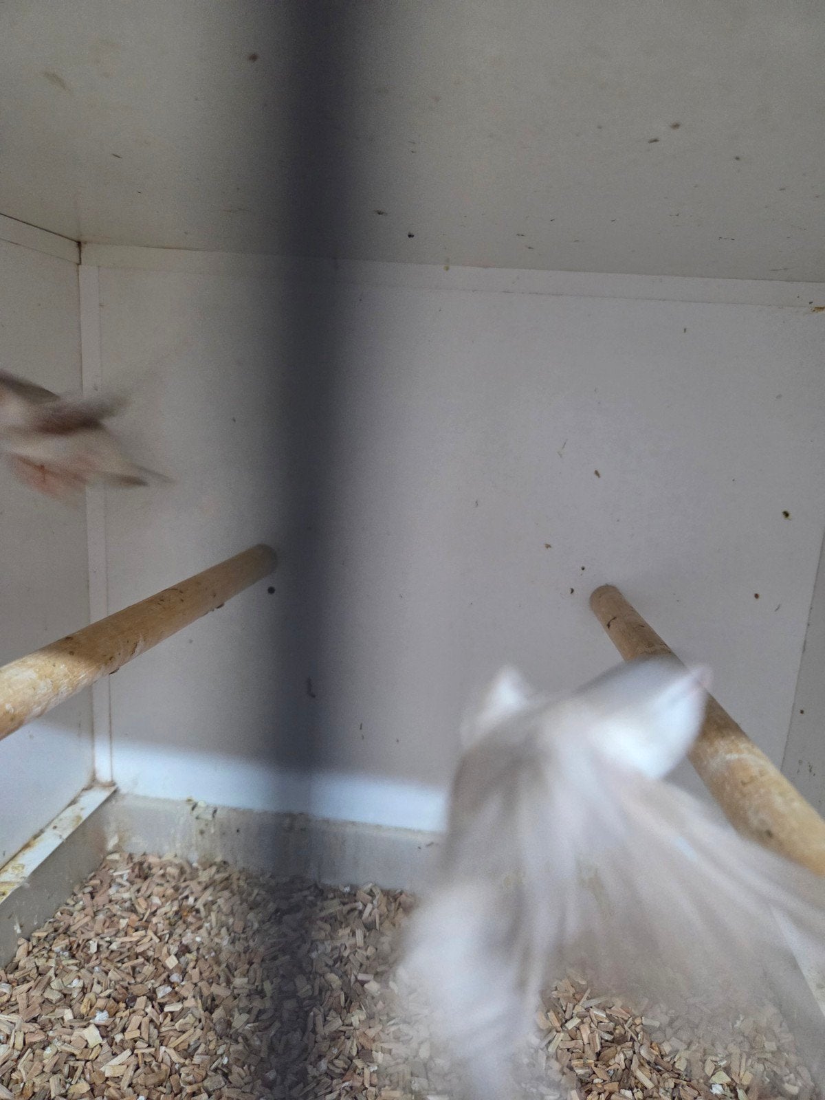diverse tropen, Meerdere dieren
