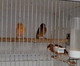 Jonge Harlekijn  van 2026. 12 ,50 euro per stuks  l, Meerdere dieren