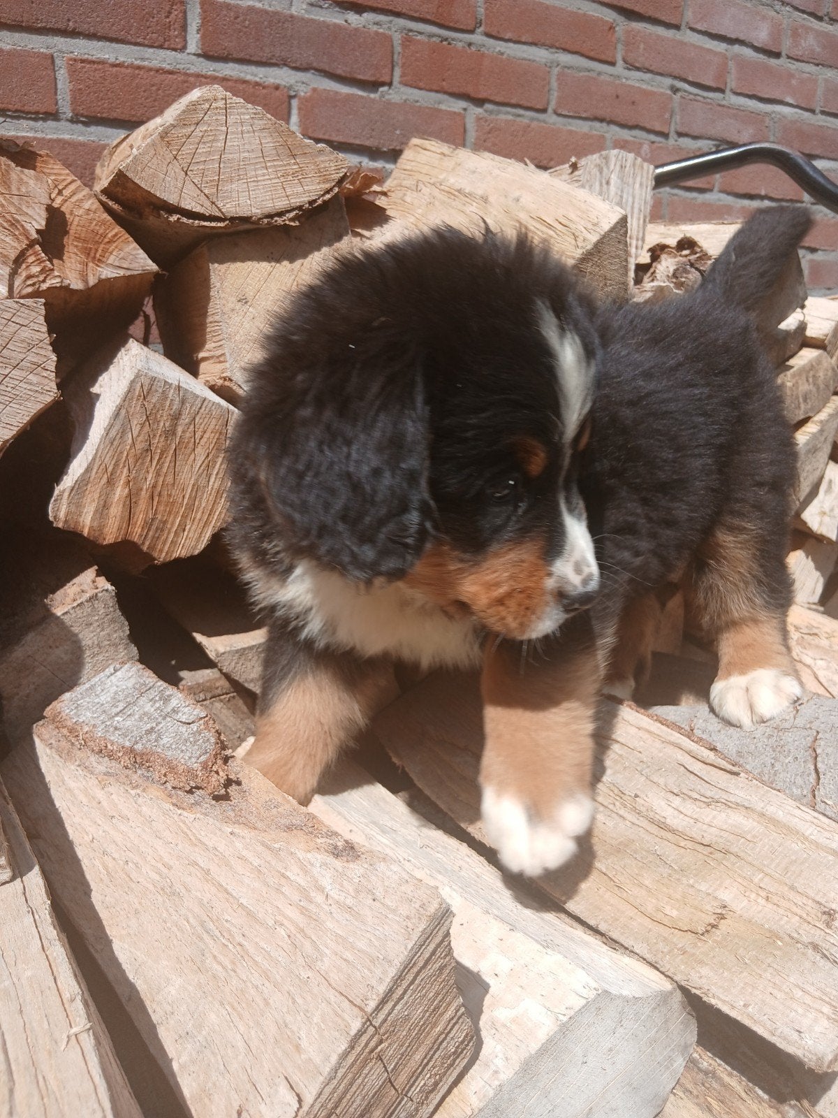 Prachtige, lieve Berner Sennen pups, Reu, Meerdere, Nederland, Particulier