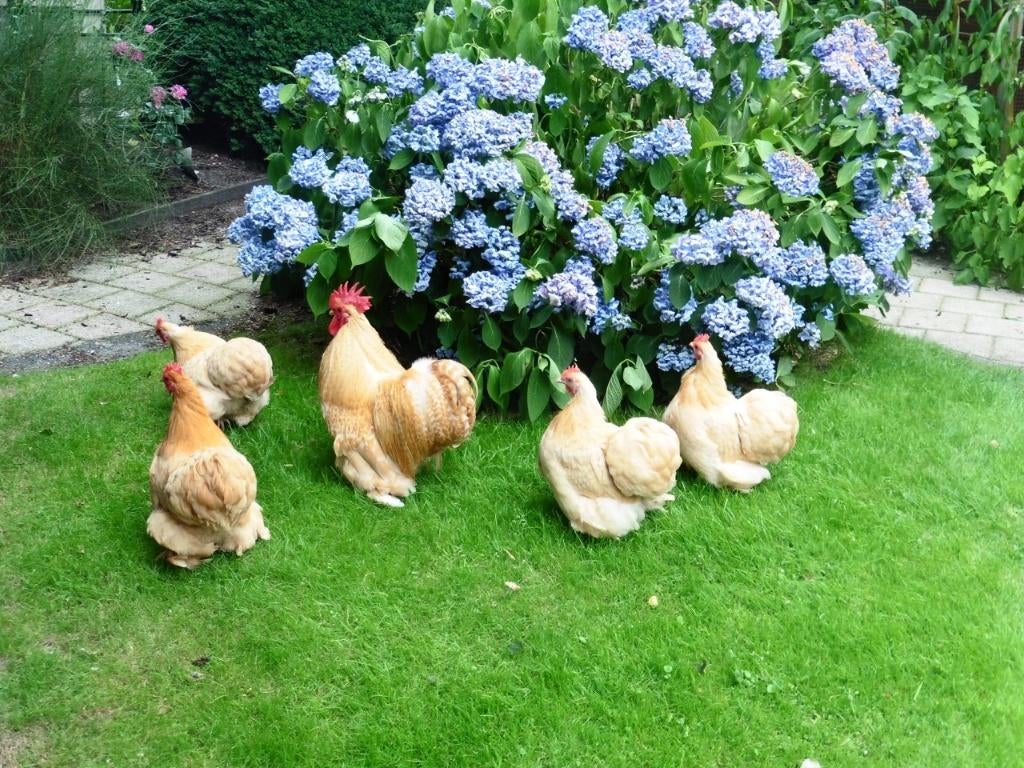 Broedeieren verschillende rassen, Dieren en Toebehoren, Geslacht onbekend, Kip