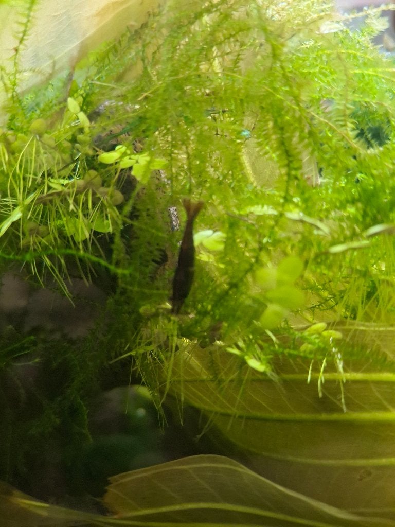 Neocaridina Garnalen mix, Kreeft, Krab of Garnaal, Zoetwatervis, Schoolvis