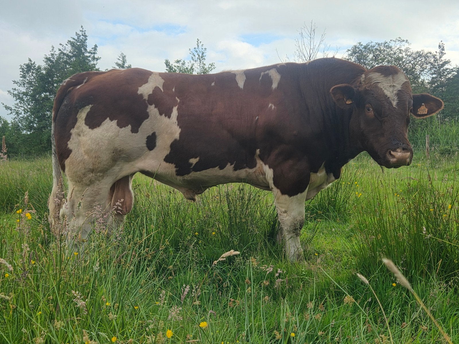 Stamboek main anjou dekstier en main anjou koe met vaarskalf, Mannelijk
