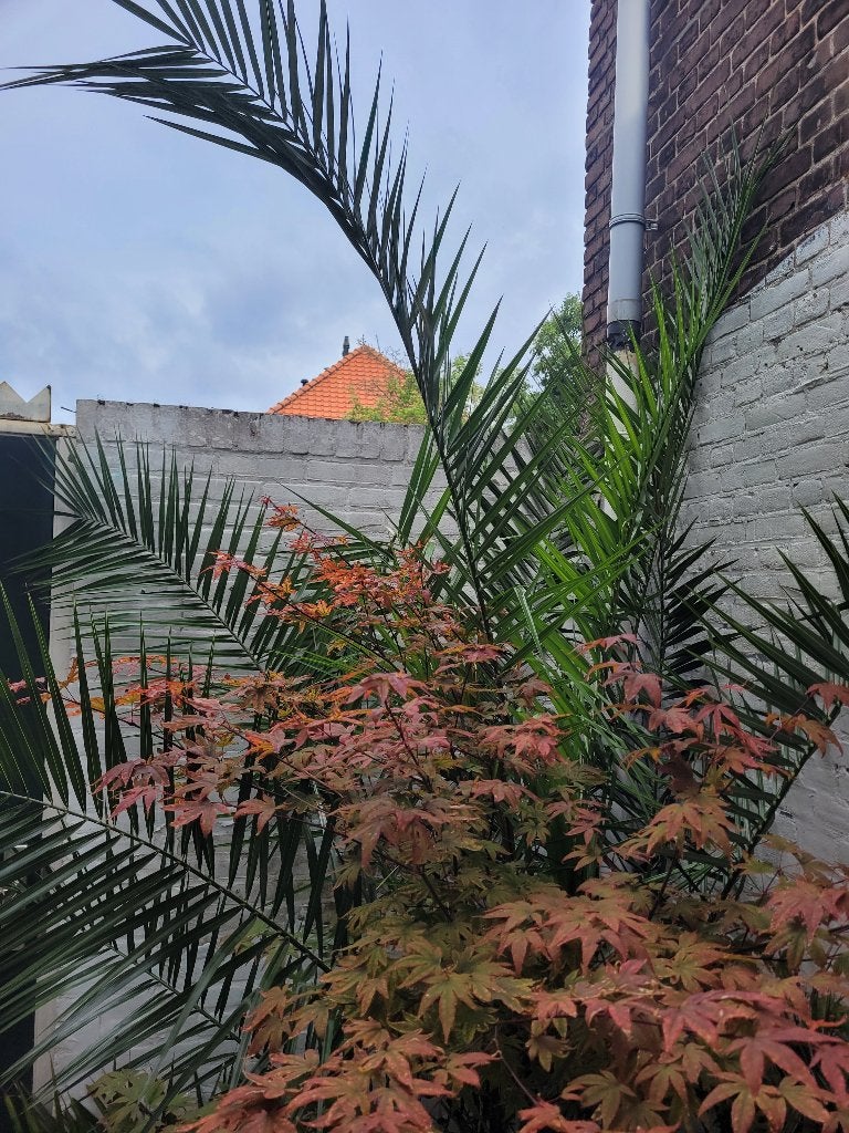 Palm, Volle zon, Vaste plant, Bloeit niet, Ophalen