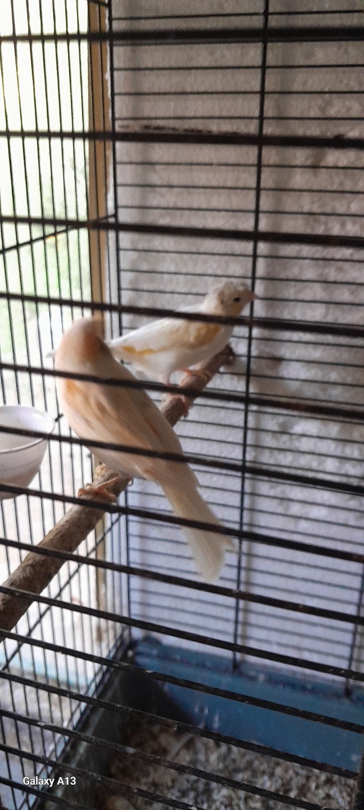 mooie gele kanaries, Dieren en Toebehoren, Mannelijk, Zangkanarie