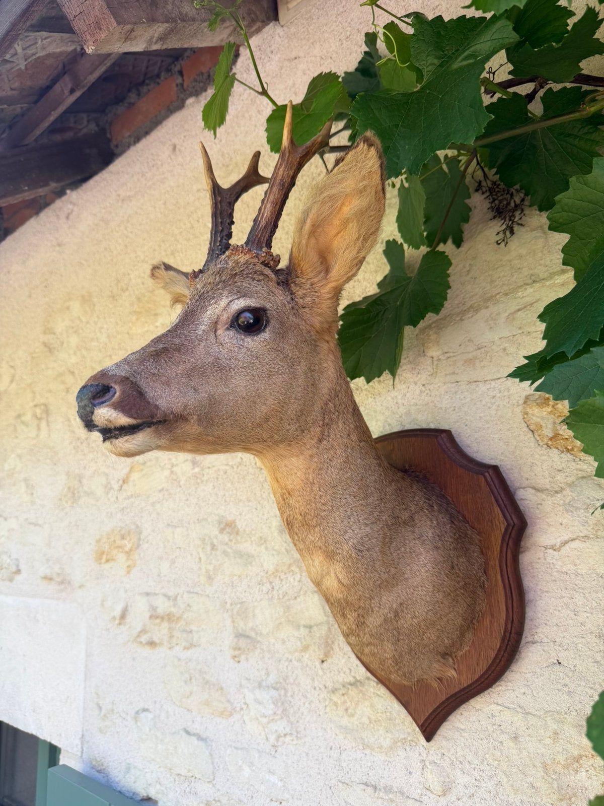 Mooi hertje taxidermie, Antiek en Kunst, Curiosa en Brocante, Ophalen of Verzenden