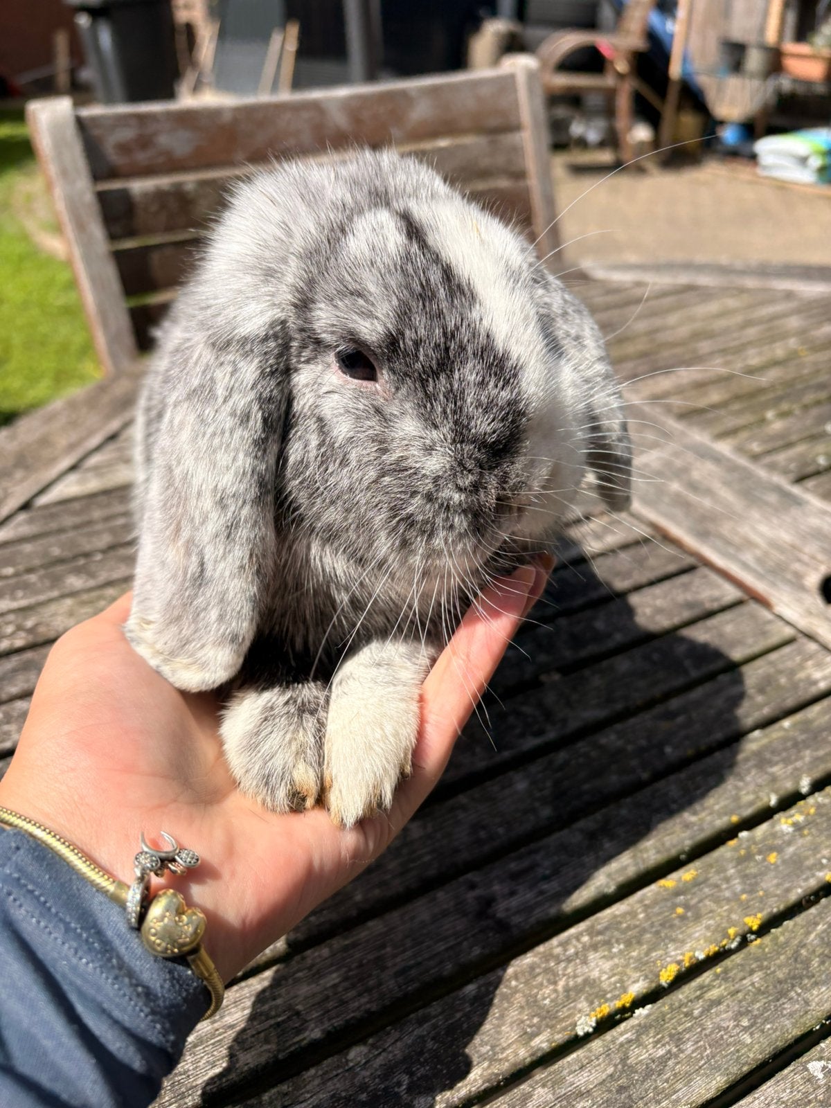 Konijn, Dieren en Toebehoren, Mannelijk, Dwerg, Hangoor, 0 tot 2 jaar