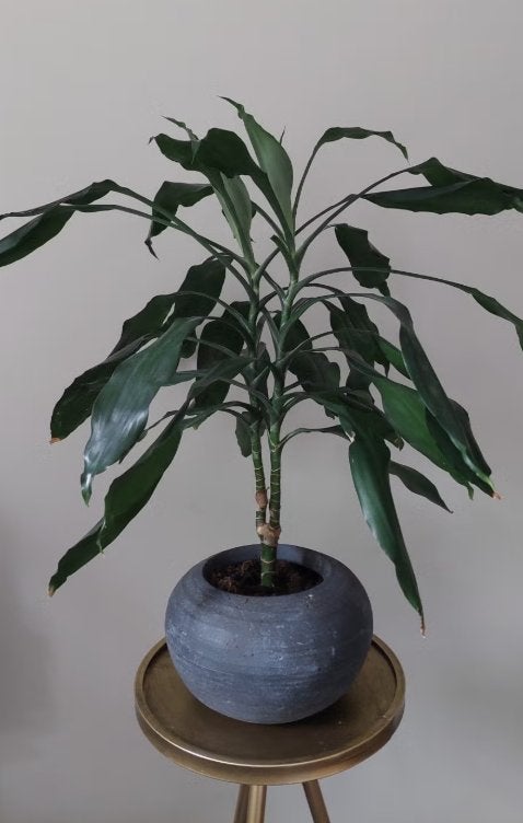 Groene plant - kamerplant 65 cm hoog - Dracaena fragrans, Ophalen, Overige soorten, Halfschaduw, In pot
