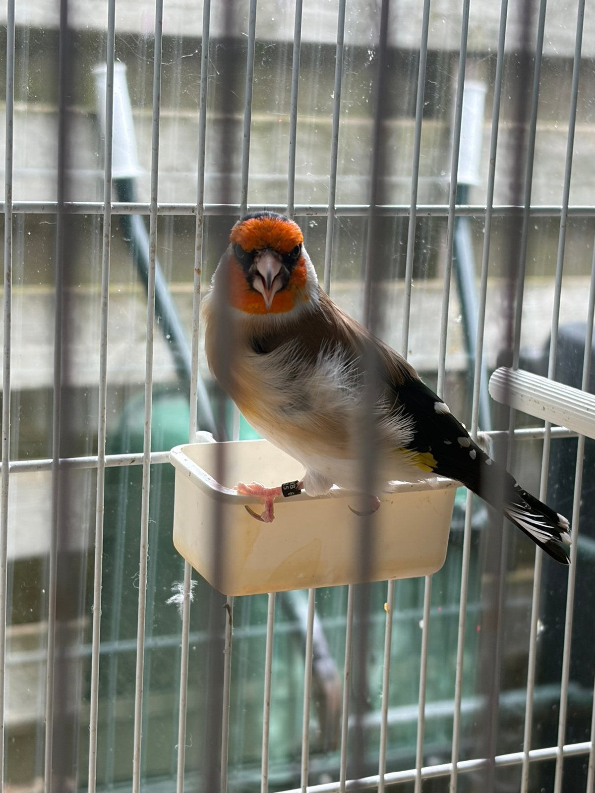 Putter majoor xl, Dieren en Toebehoren, Vogels | Overige Vogels