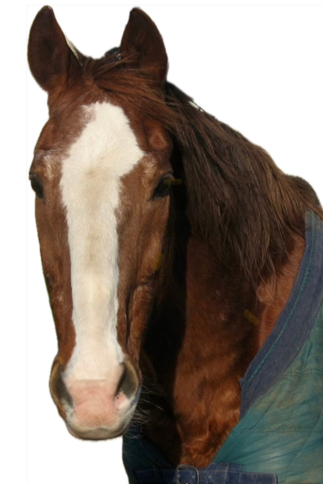 Gez Omg BoZ -Paard met mindful eigenaar/ Verzorgster aangeb., Dieren en Toebehoren, Ophalen of Verzenden, Nieuw