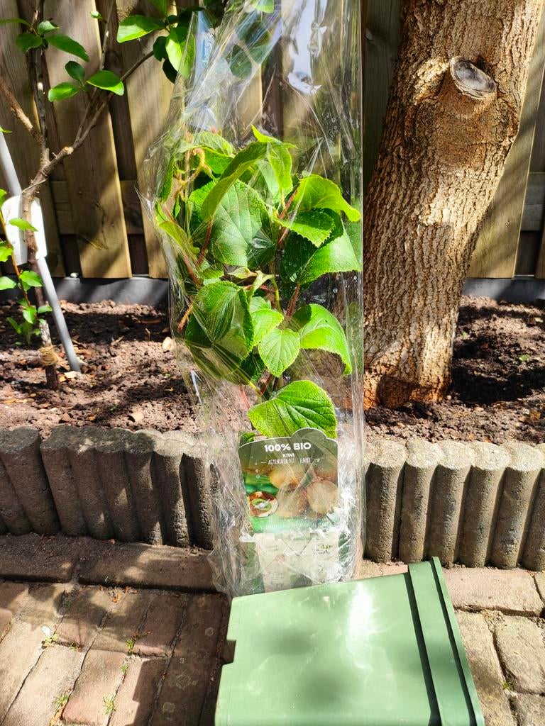 Kiwiboom in pot - Actinidia deliciosa 'Jenny', Volle zon, Vaste plant, Ophalen of Verzenden, Fruitplanten