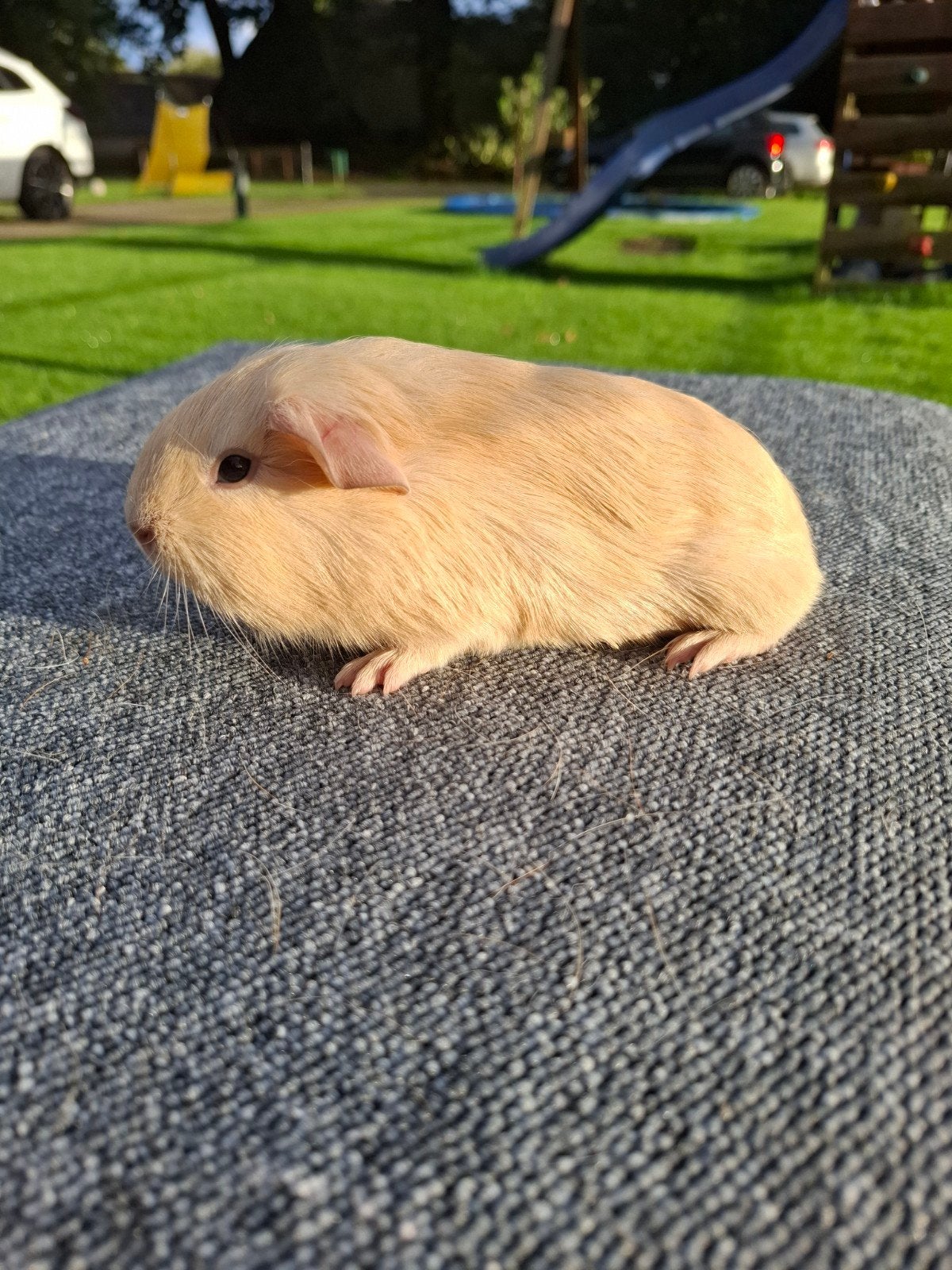 2 jonge crème beertjes, 1 met een wit kruintje., Dieren en Toebehoren, Cavia, Mannelijk, Tam, September