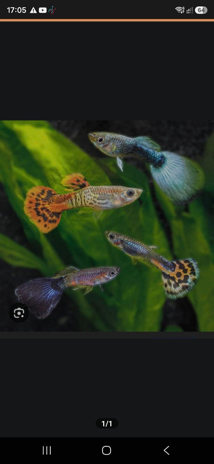 Guppies, Dieren en Toebehoren, Ophalen