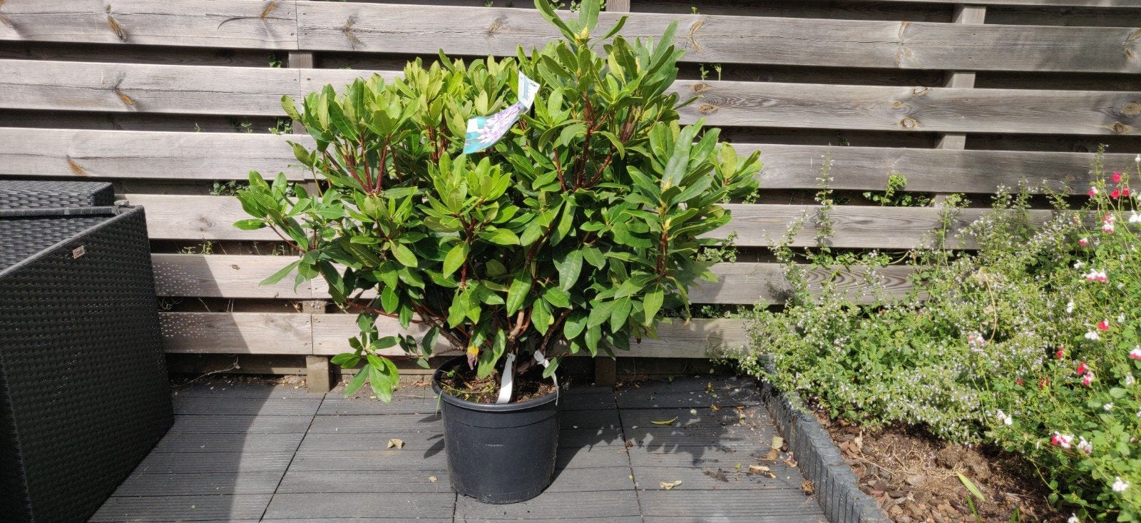 grote zware kwaliteit rhododendron (soort ponticum Roseum), Tuin en Terras, Planten | Struiken en Hagen, Ophalen of Verzenden
