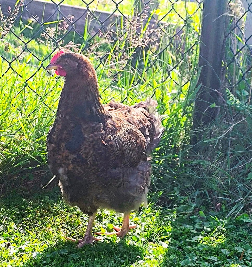 Orpington groothoender Haantje, Dieren en Toebehoren, Pluimvee, Kip, Mannelijk