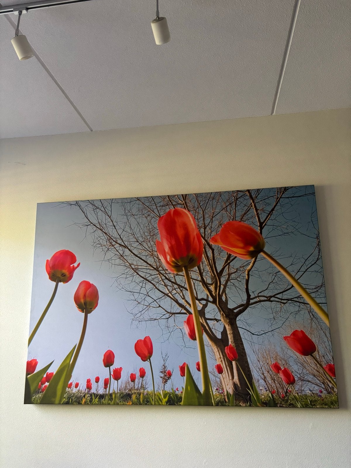 Groot canvas schilderij met levendige tulpen, Ophalen, 125 cm of meer, Zo goed als nieuw, Schilderij