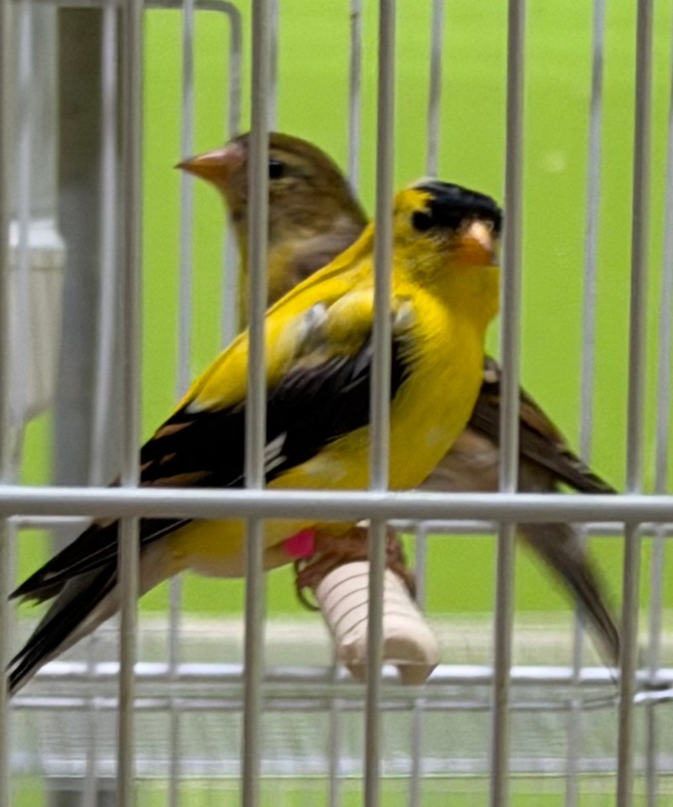 Treur sijzen Amerikaanse Sijzen, Dieren en Toebehoren, Vogels | Overige Vogels, Meerdere dieren, Wildzangvogel, Geringd