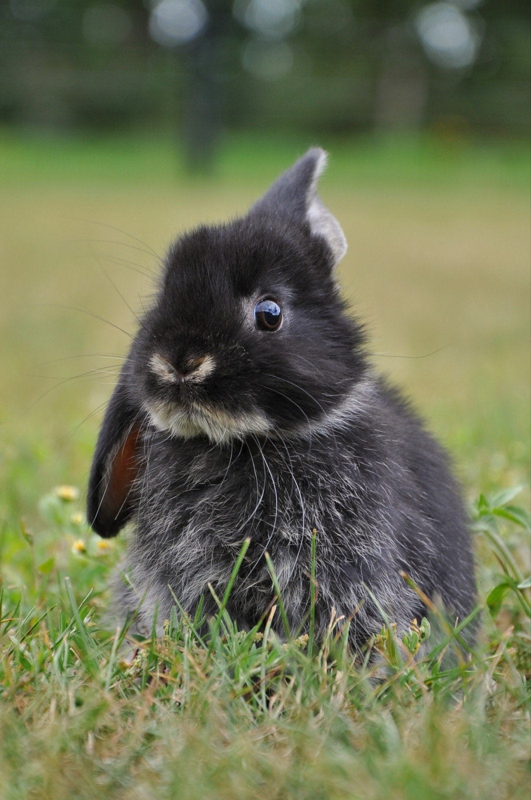 Raszuivere hangoor baby konijntjes!, Dieren en Toebehoren, Meerdere dieren, Dwerg, Hangoor, 0 tot 2 jaar