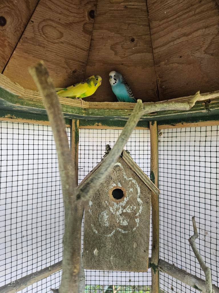 koppeltje grasparkieten, Meerdere dieren, Parkiet