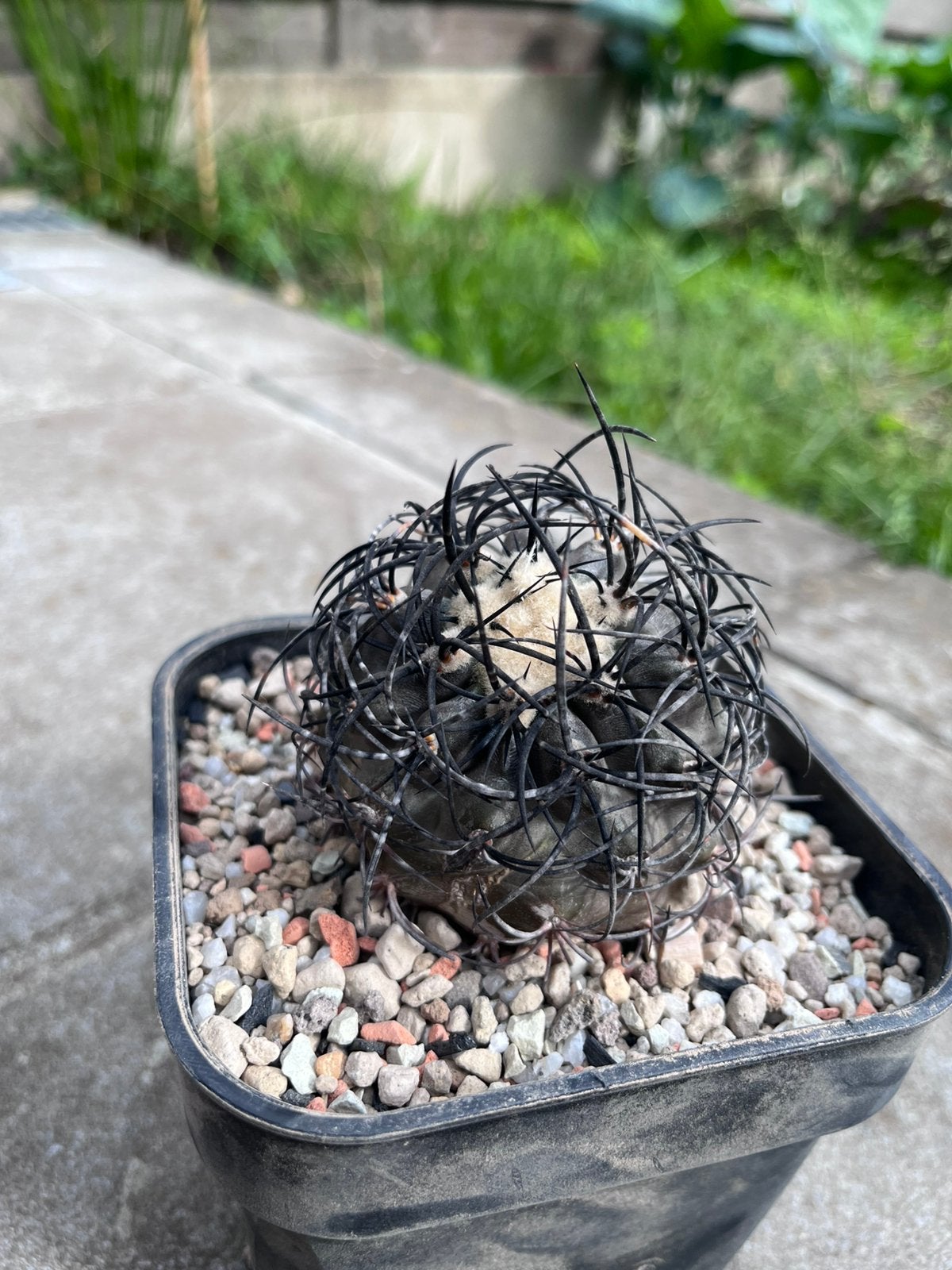 Copiapoa griseoviolacea, Ophalen of Verzenden, Overige soorten, Volle zon