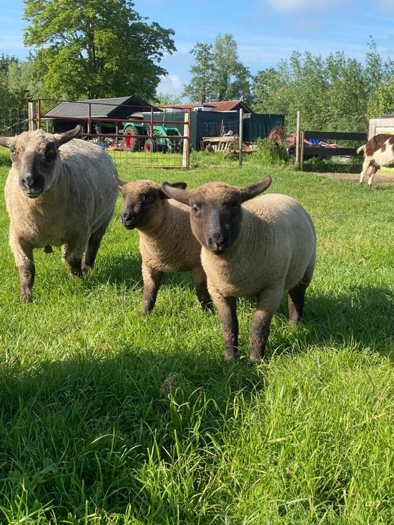 3 Hampshire down ram, Mannelijk, Schaap
