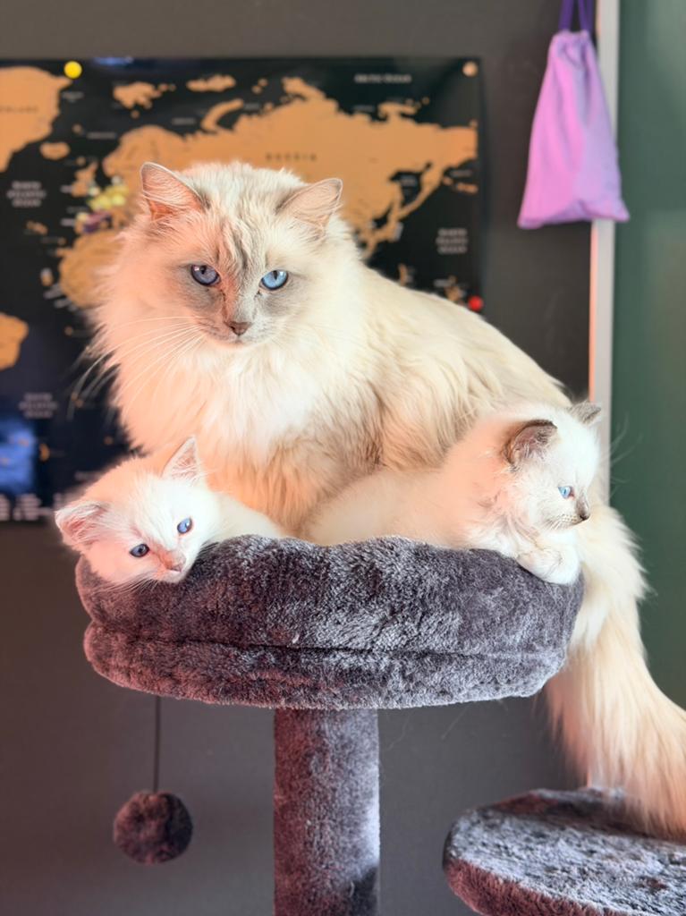 Prachtige ragdoll kittens met stamboom te koop!, Meerdere dieren, Met stamboom, 0 tot 2 jaar