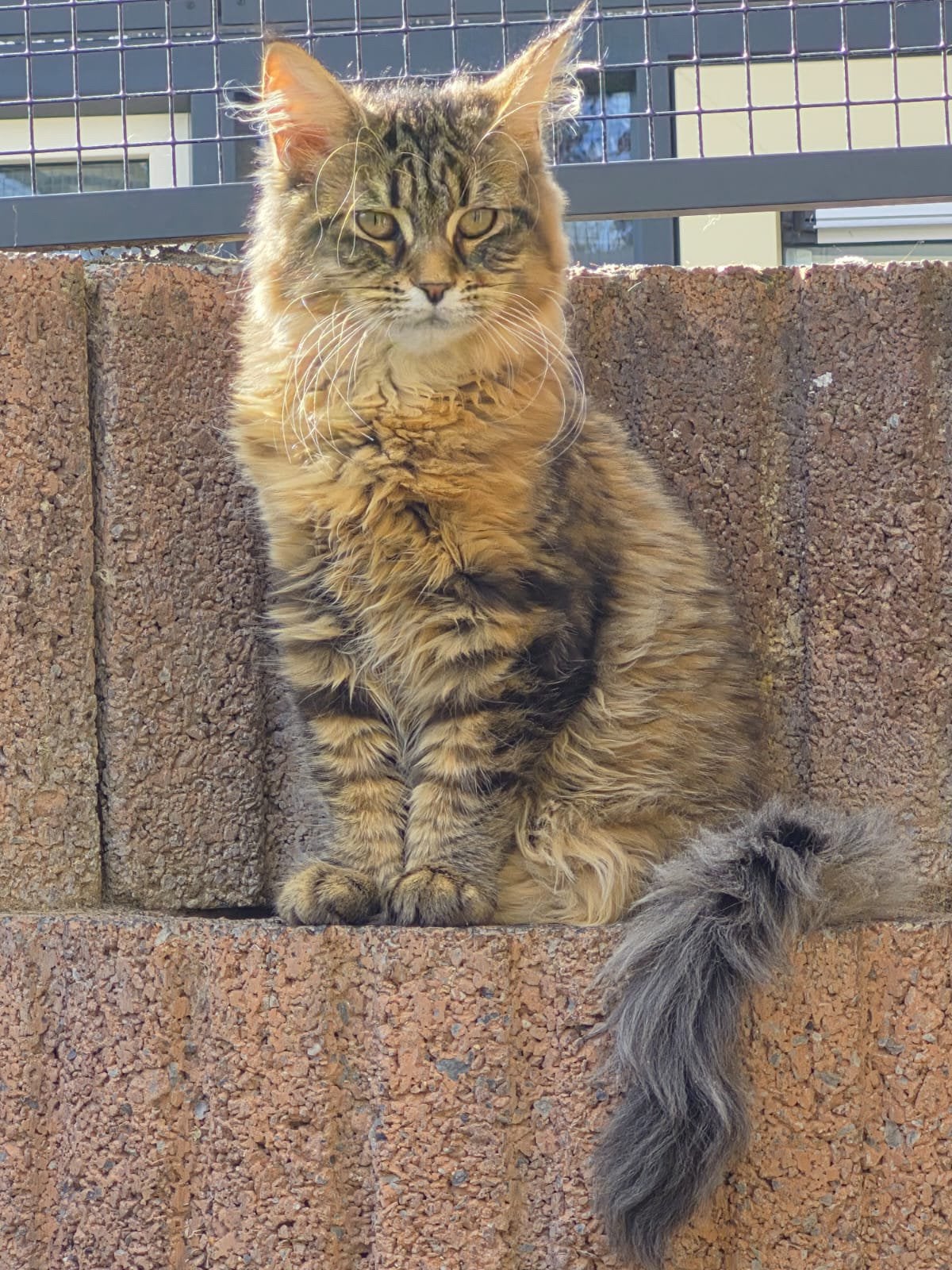 Maine coon kitten poes, Poes, Ontwormd