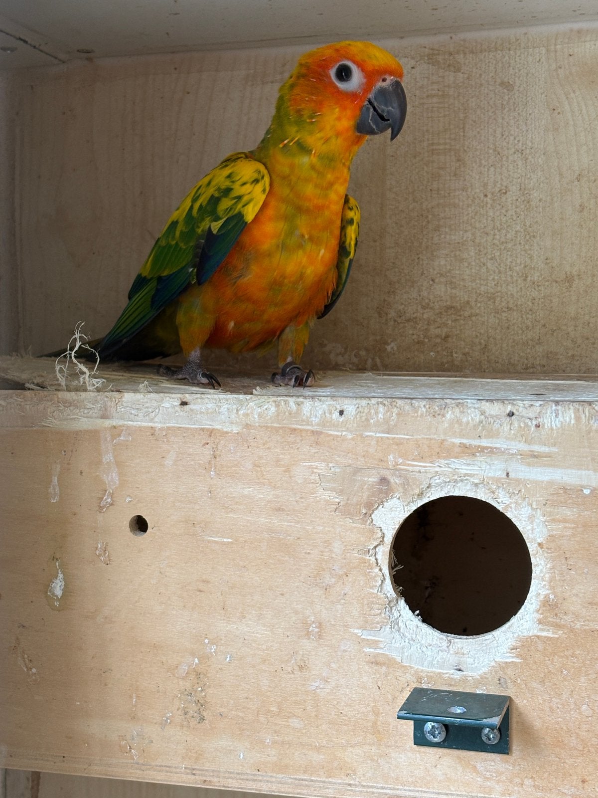Jonge man zonparkiet 2026, Dieren en Toebehoren, Mannelijk, Parkiet