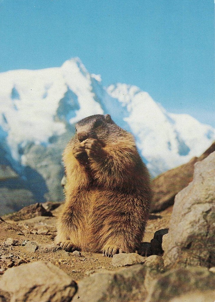 Murmeltier i=bij de Grossglockner 218, Verzamelen, Ansichtkaarten | Dieren, Verzenden, 1980 tot heden, Gelopen, Knaagdier