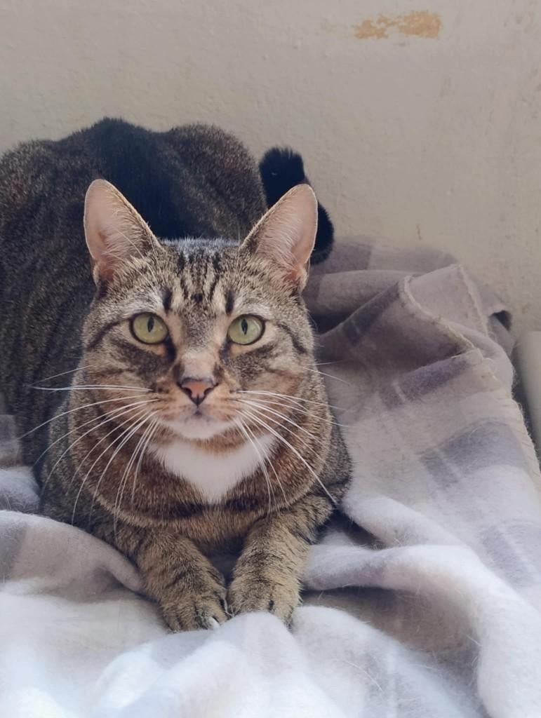 Binnenkat HENRY 5jr poes Bulgarije prettig, sociaal/katten, Dieren en Toebehoren, Katten en Kittens | Overige Katten, Poes, Kortharig